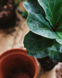 Fiddle Leaf Repotting