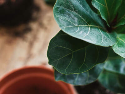 repotting fiddle leaf fig