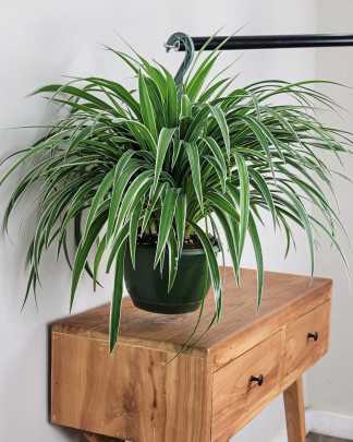 Large, Hanging Basket