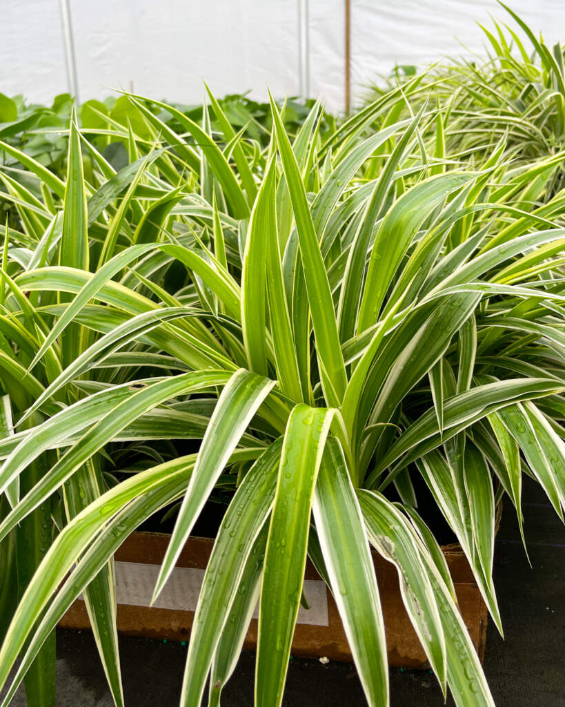Spider plant, spider plant. Doing those things a cactus can't.