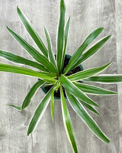 reverse variegated spider plant
