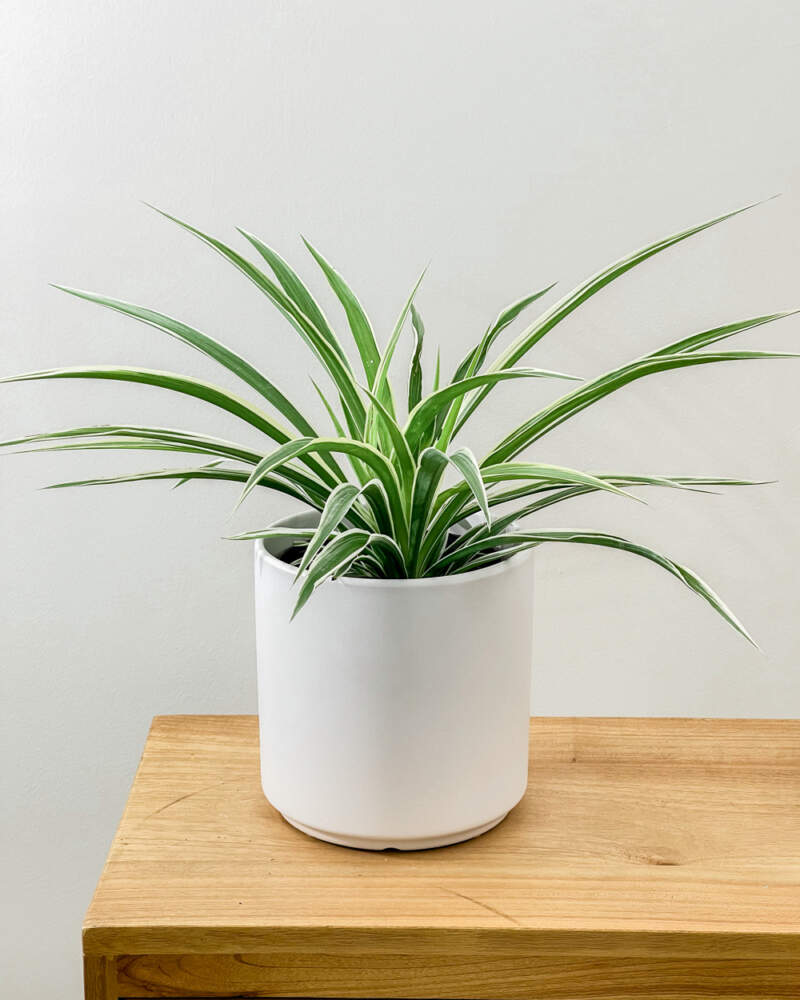  Spider Plant Indoor