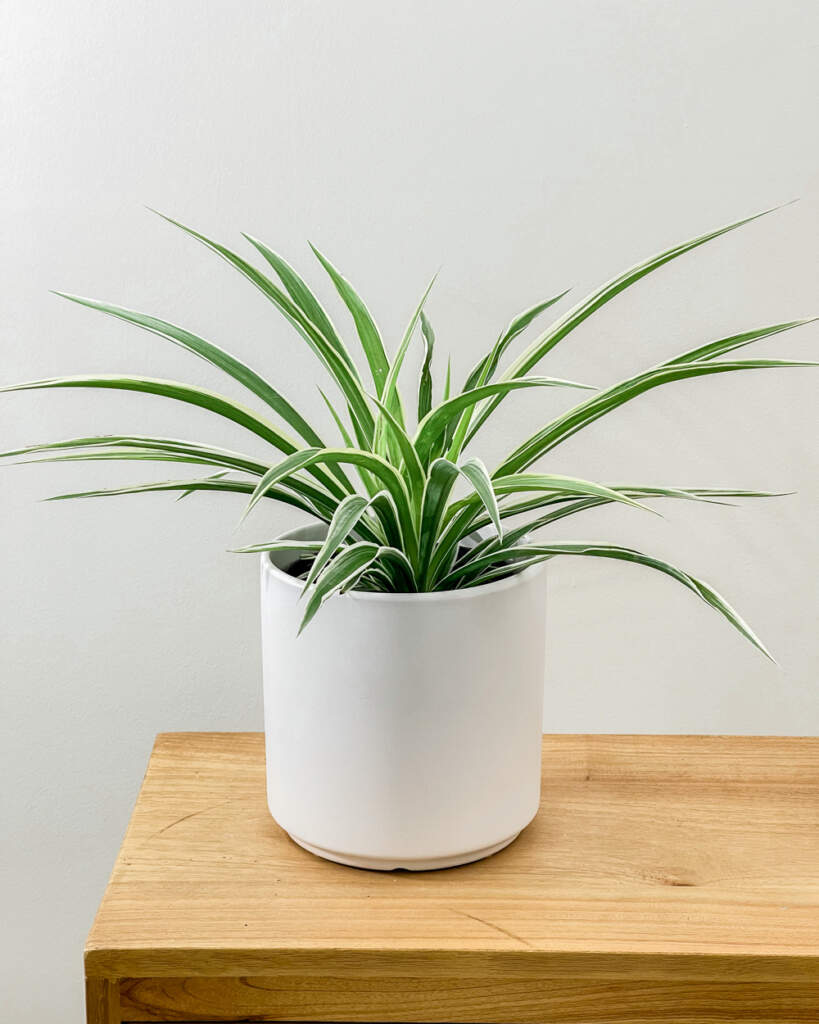 Reverse Variegated Spider Plant PlantVine