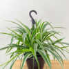 Buy Reverse Variegated Spider Plant Online