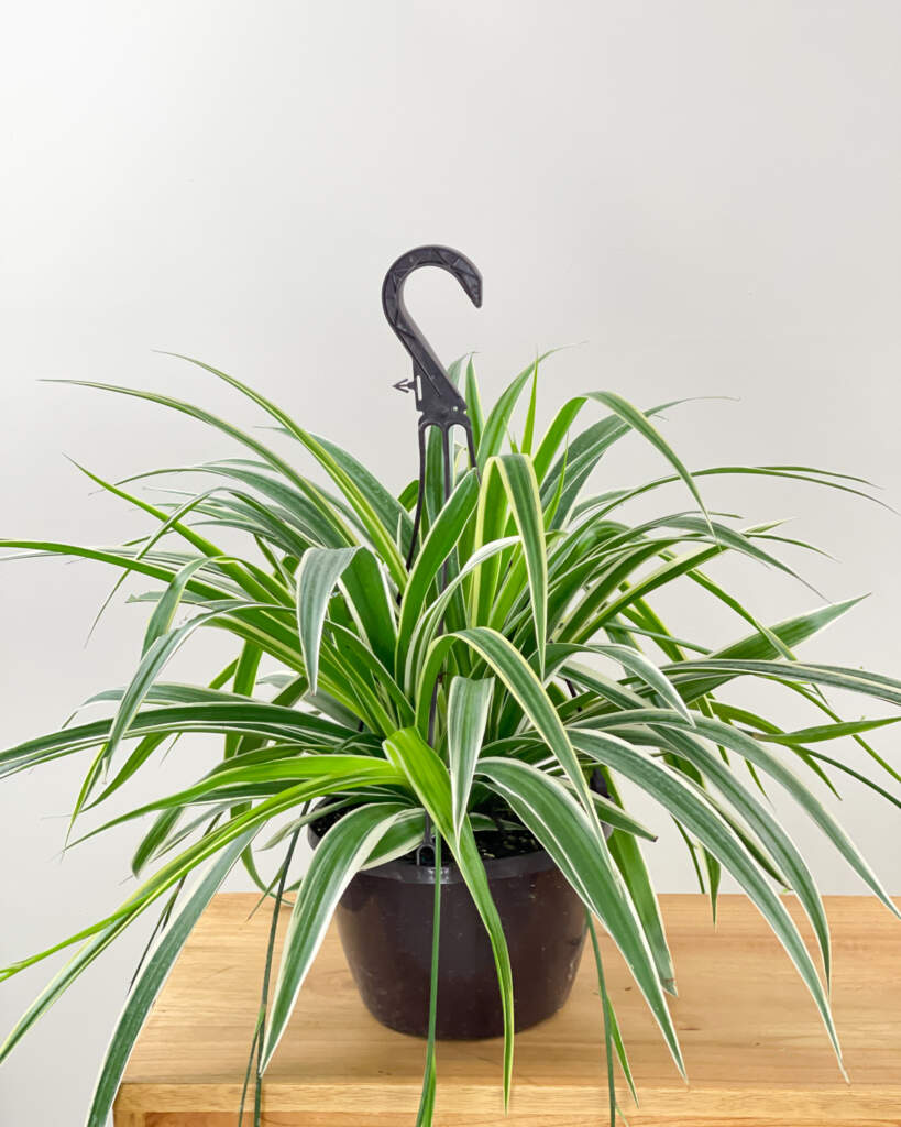 Reverse Variegated Spider Plant
