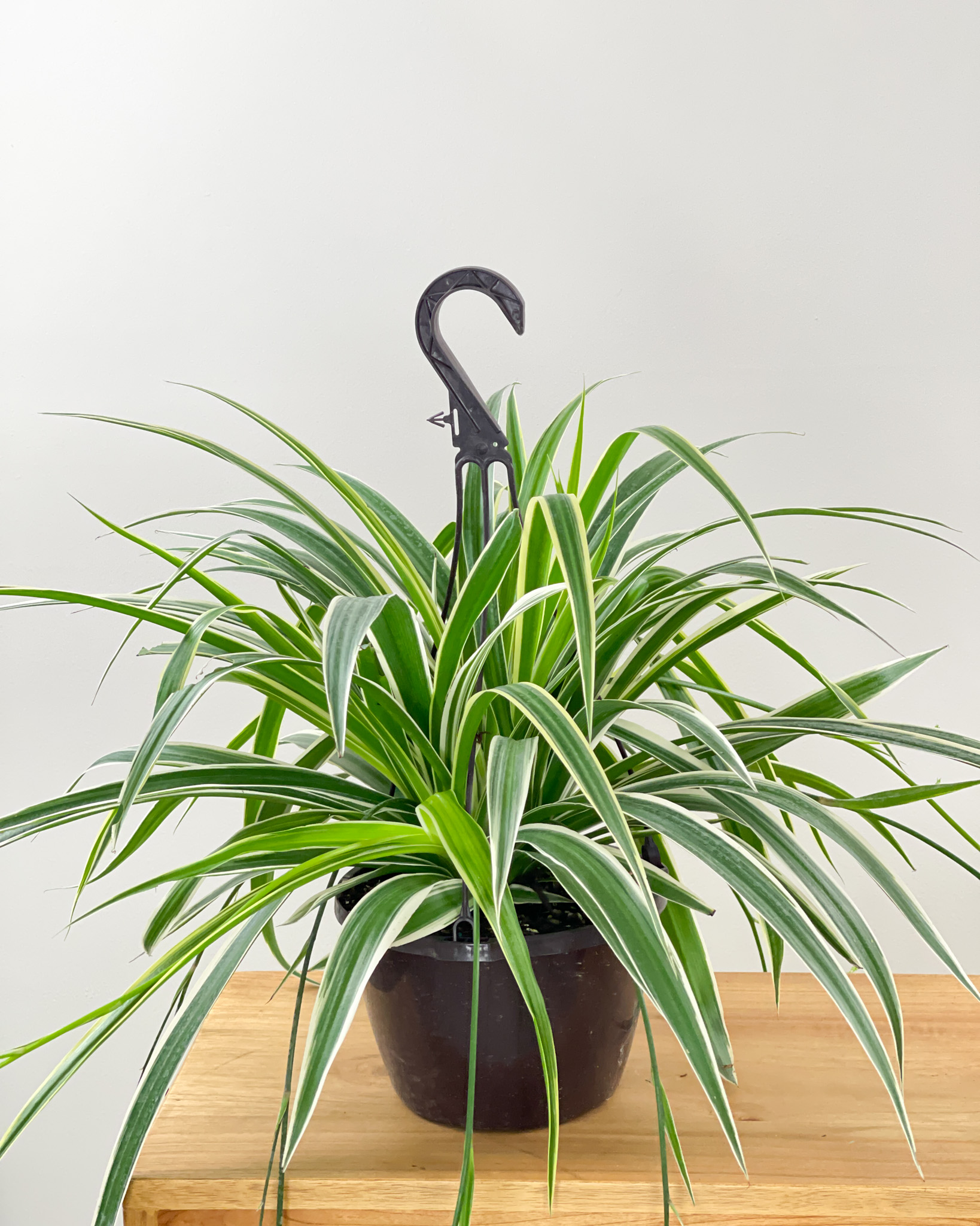 Beautiful REVERSE Variegated Spider Plants  5.5" Hanging Baskets Shipped in pot 