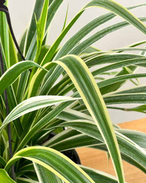 Reverse Variegated Spider Plant