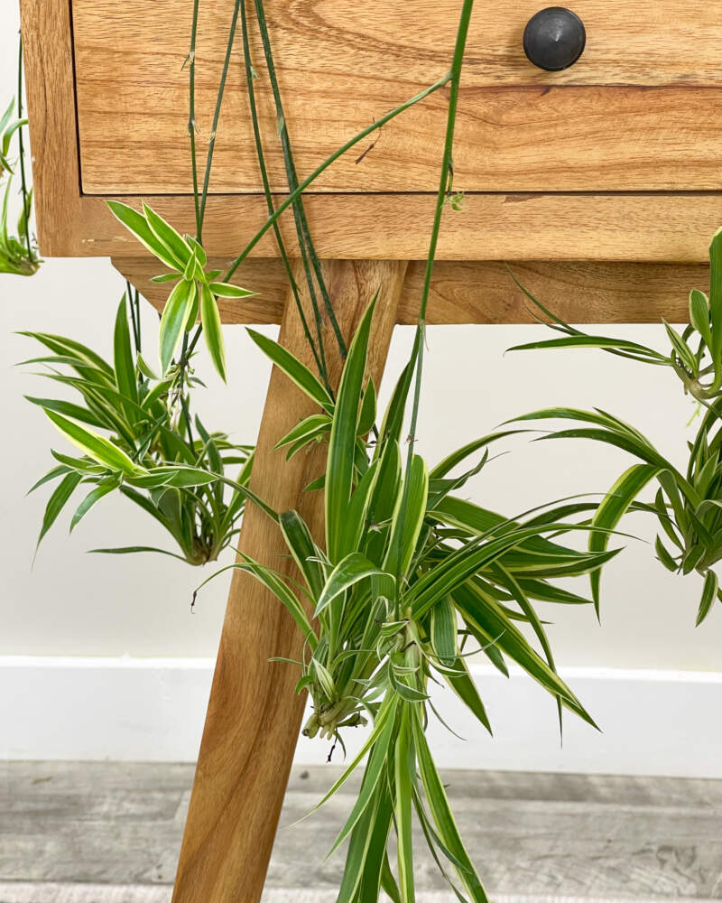 Reverse Spider Plant