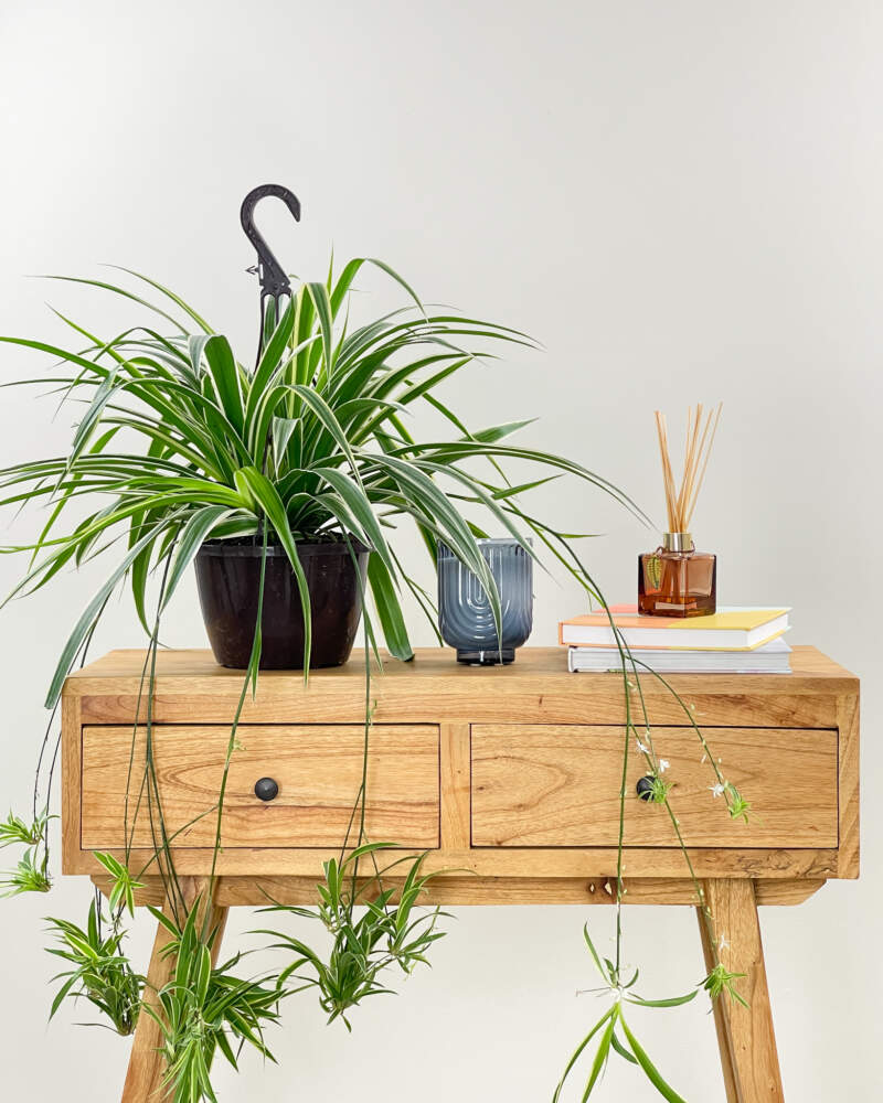 Spider Plant (Reverse Variegated) – The Plant Lady SF