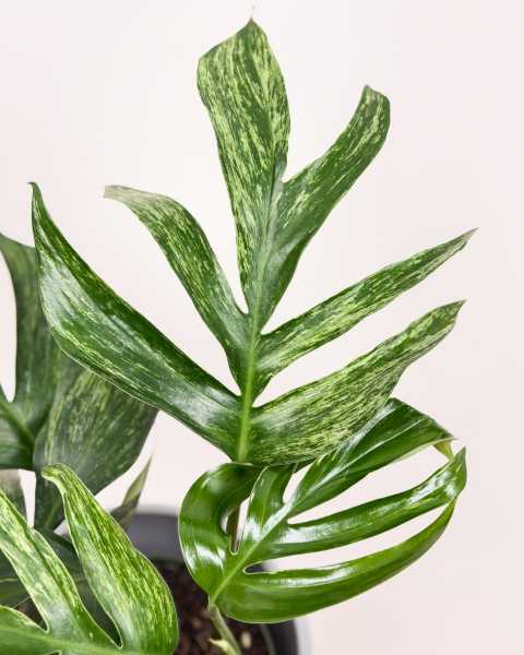 Foliage