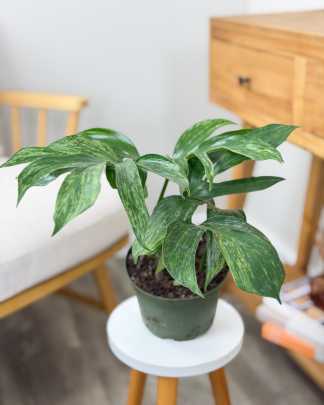 Rhaphidophora Variegated 'Khaleesi'