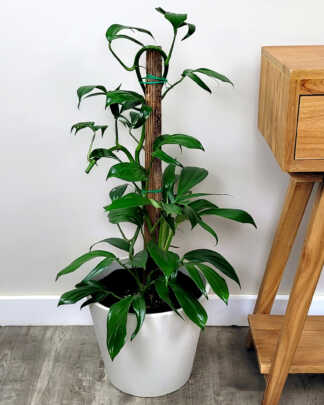 Rhaphidophora decursiva