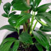 Rhaphidophora decursiva Totem