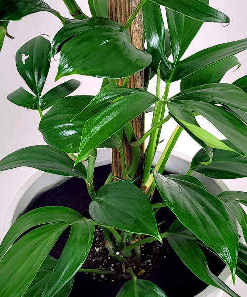Foliage