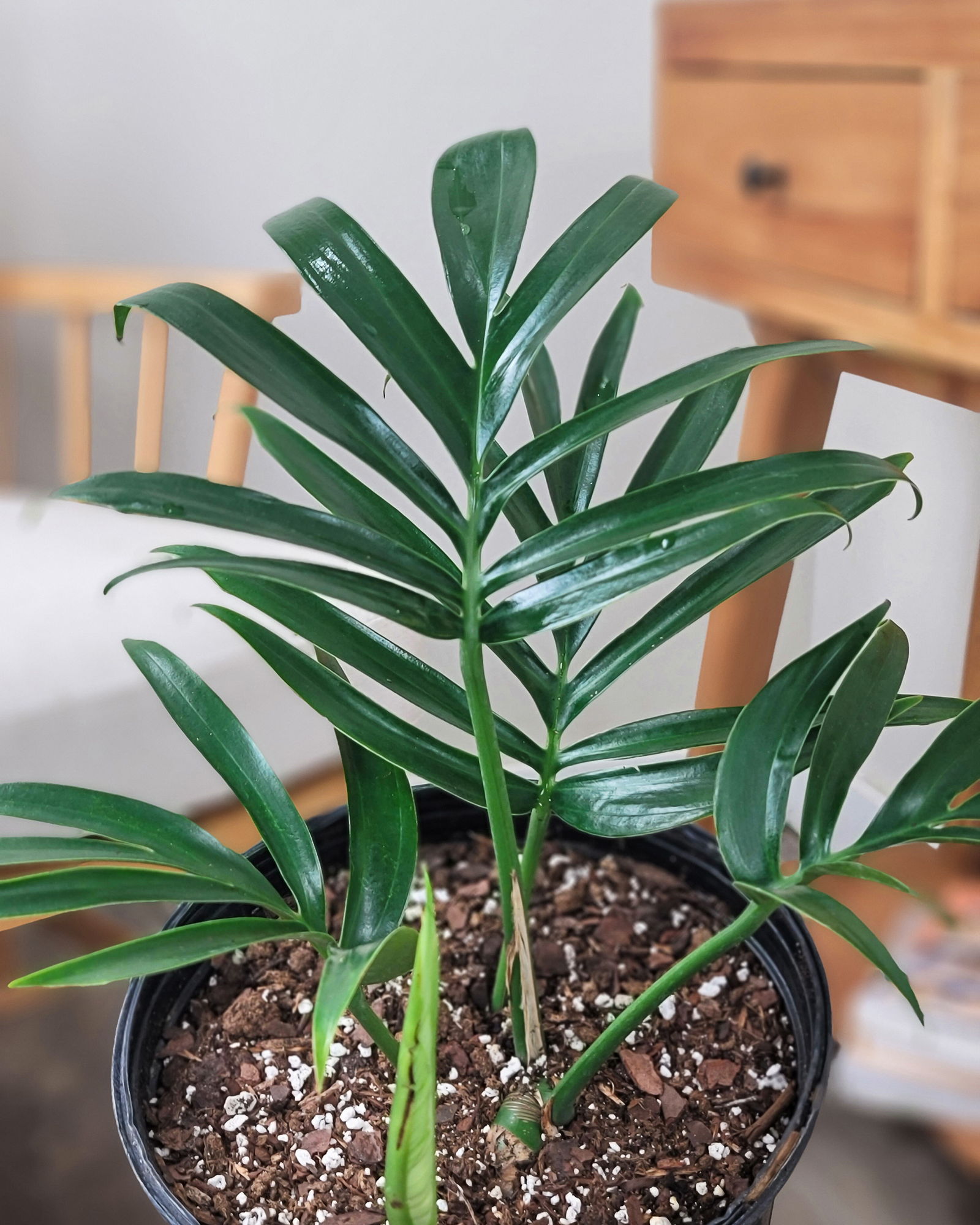 Rhaphidophora-decursiva-main-2.jpg