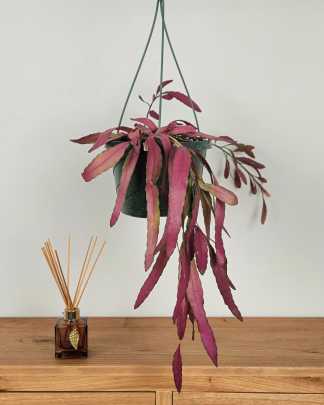 Medium, Hanging Basket