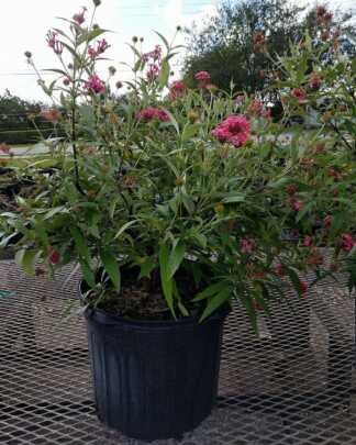 rondeletia leucophylla panama rose large