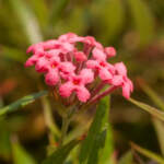 rondeletia leucophylla panama rose