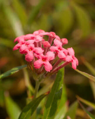 rondeletia leucophylla panama rose