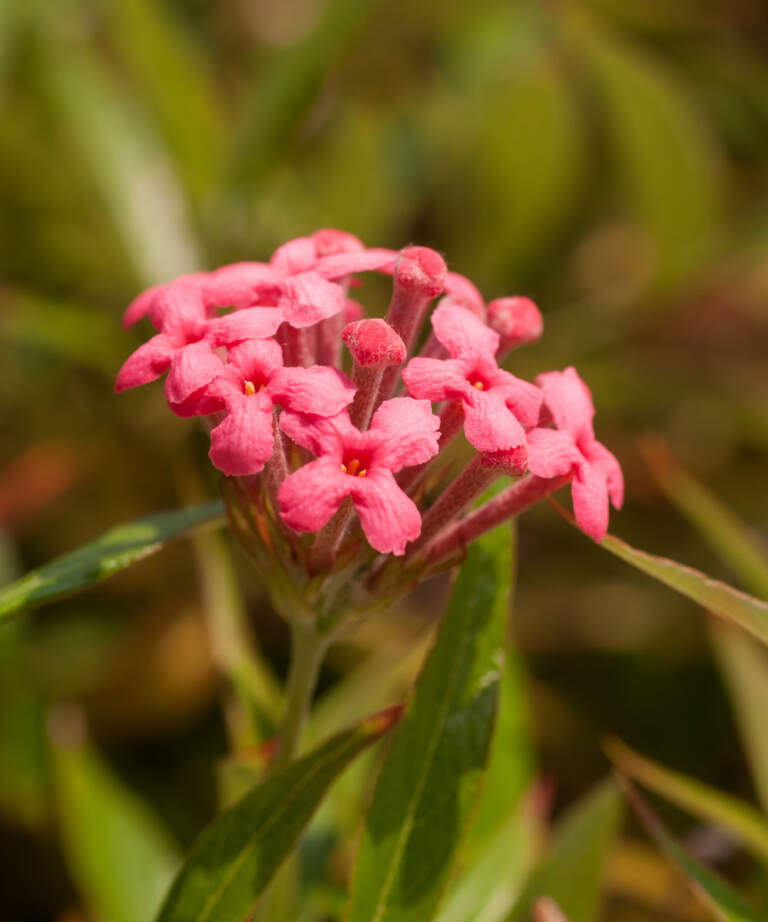 Rondeletia leucophylla, Panama Rose PlantVine