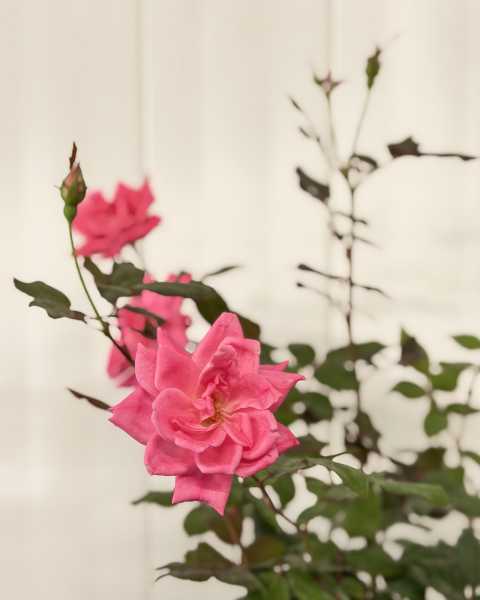 Flower Flower