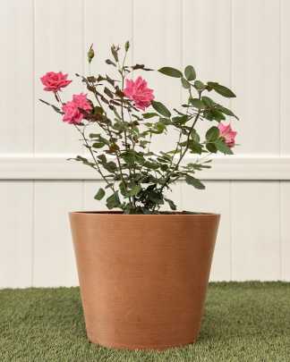 Rose Bush Pink - Large