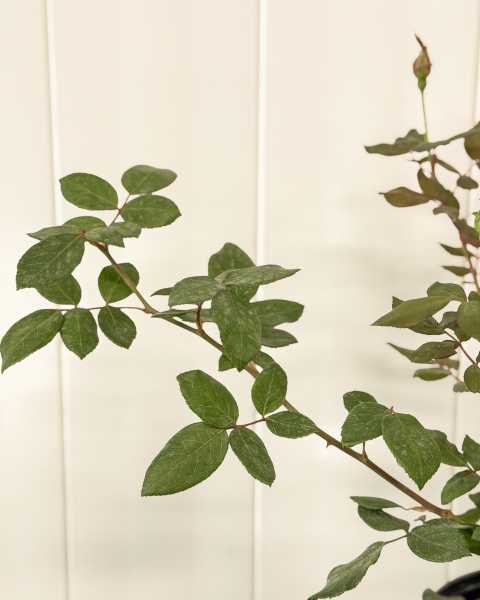 Foliage Foliage
