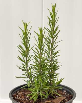 Rosemary