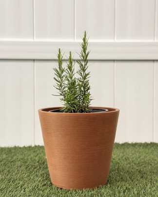 Rosemary - Medium
