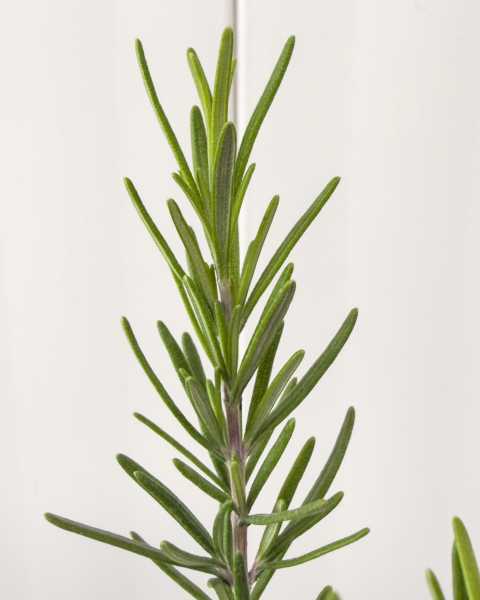 Foliage Foliage