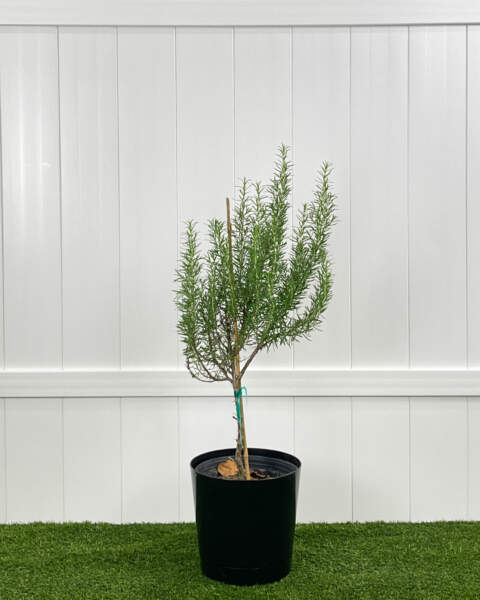 Large Tree