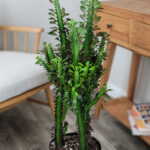 Royal Red Cathedral Cactus