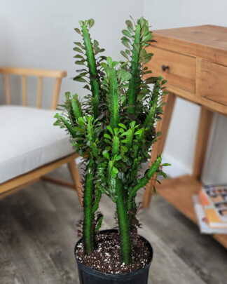 Royal Red Cathedral Cactus