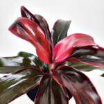 Ruby Cordyline