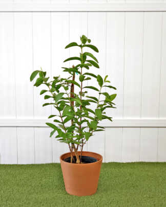 Ruby Guava