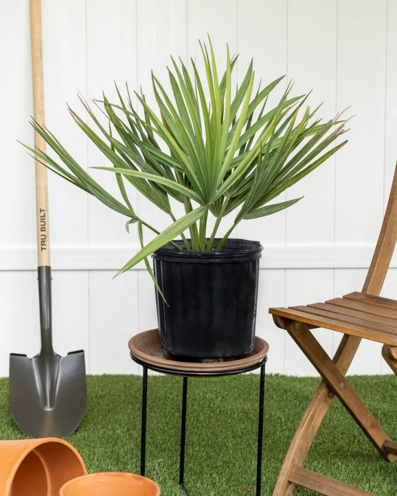 Dwarf Blue-Stem Palmetto