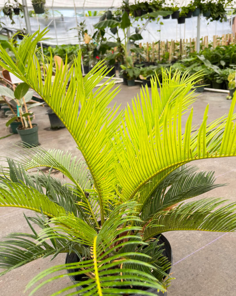 Sago Palms for dads