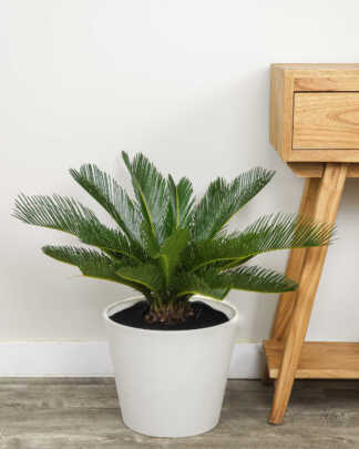 Sago Palm