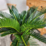 Sago Palm
