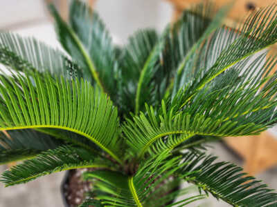Sago Palm