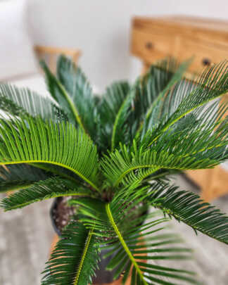 Sago Palm