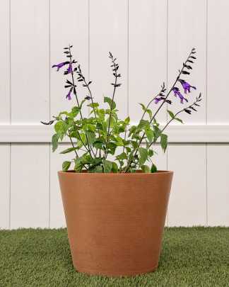 Salvia Lavender - Medium