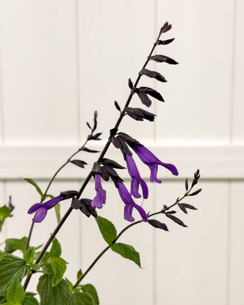 Flower Flower
