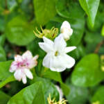 Sambac Jasmine