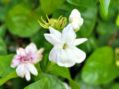 Sambac Jasmine