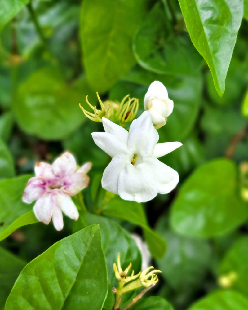 4 WAYS - Get MAXIMUM Flowers on Arabian Jasmine Plant 