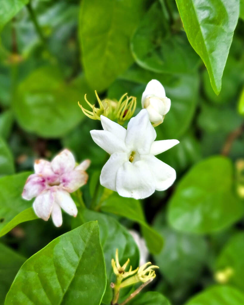 Buy Jasminum Sambac, Arabian Jasmine Plant Online Get 10 OFF