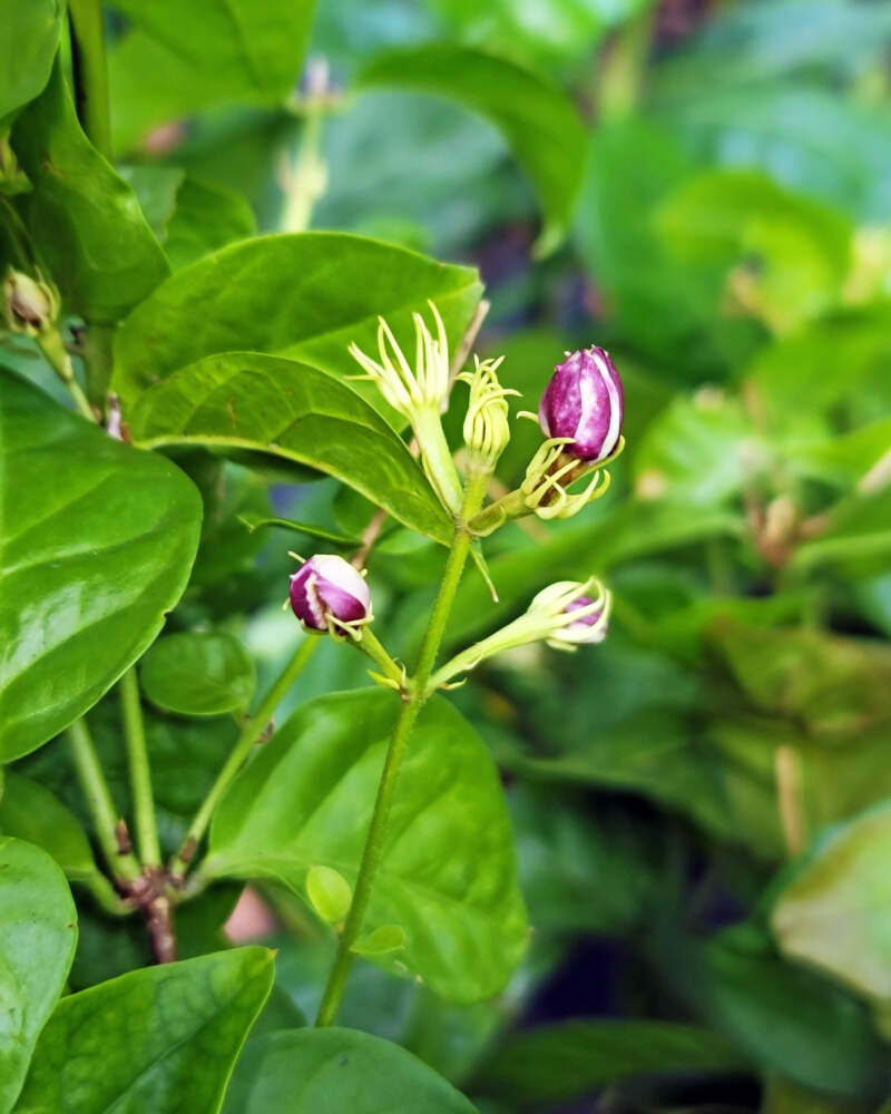 4 WAYS - Get MAXIMUM Flowers on Arabian Jasmine Plant 