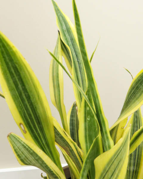 Foliage Foliage