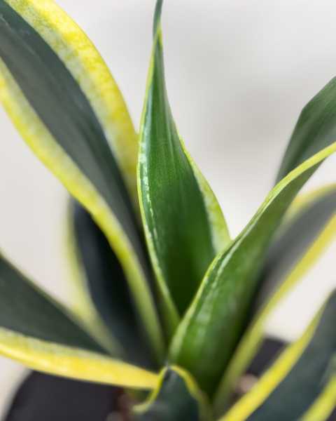 Foliage